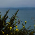 HalfMoon_Bay_Cali_Pillar_Point_Bluffs-18-min