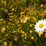 HalfMoon_Bay_Cali_Pillar_Point_Bluffs-2-min