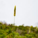 HalfMoon_Bay_Cali_Pillar_Point_Bluffs-6-min