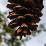 pinecone-min